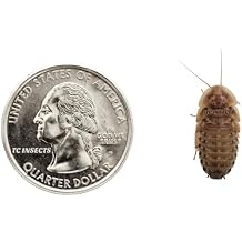 200 Live Medium Dubia Roaches Live Arrival is