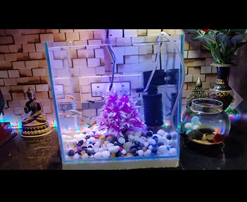 Image of Parko Home Decoration Turtle Aquarium Tank Beautiful Fashion Clear Glass Mini Fish Tank Aqua Habitat Aquarium Tank Only (Colour May Vary)