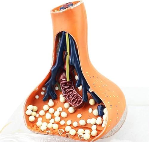 Teaching Model, Human Nerve Synapse Model, Learning Props Human Nerve Synapse Model, 9 Digital Sign Nerve Ending Synaptic Knob Model for Medical Students Eco-Friendly Display image 3