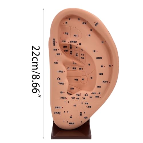 Modèle d'oreille acupoint en PVC pour localiser facilement chaque point