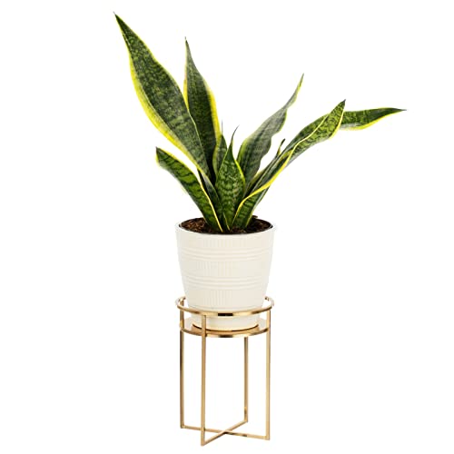 Mdesign Small Mid Century Planter Indoor/Outdoor Modern Plant Stand For Flowers, Greenery, Succulents, Vases And Pots - Metal Steel Design - 9" Tall - Soft Brass #TOP29