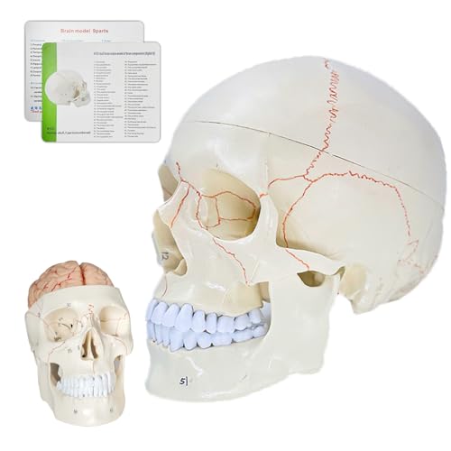 SFXYJ Human Skull Brain Anatomy Model, 2024 New Anatomy Skull Model 11 Parts Detachable W/Sutures Anatomical Skull Model with Labeled Numbered for Medical Student Study