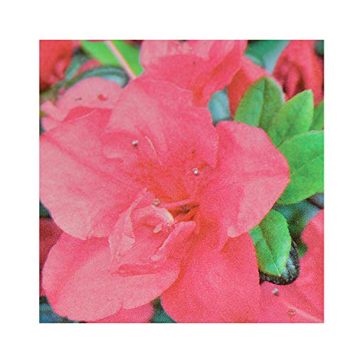 Azalea Evergreen Japonica 'Anouk' 13 cm Pot Size