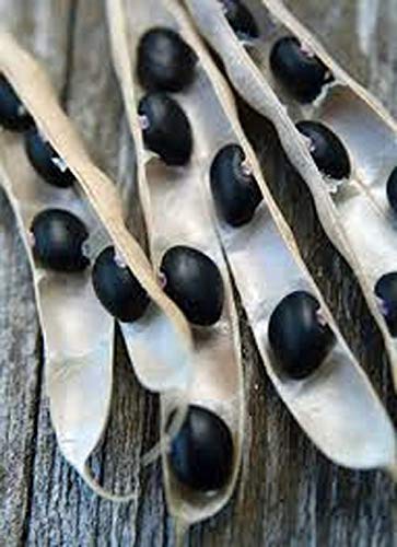 Bean Seed, Black Turtle Bush Bean, Heirloom, Non GMO, 25 Seeds, Terrific Black Beans