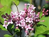Syringa Hybrid Josee (1)