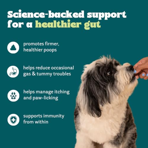 Image of Wellie Bellie Bites Probiotic Dog Treats | Real Chicken Flavor | Prebiotics & Probiotics for Gut Health & Immune Support | 4 Billion CFU | Helps Reduce Gas, Bloating & Bad Breath | 100g (Pack of 1)