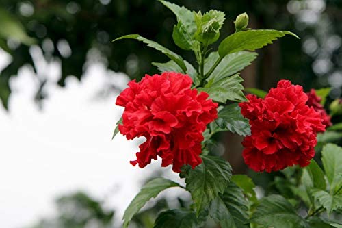 Healthy Vibe Red Double Petal Hibiscus/Hibiscus rosa-sinensis 1 Rare Exotic Healthy Live Flower Plant - Healthy Live 1 Plant (B0BKLMD6NC) Amazon Price History, Amazon Price Tracker