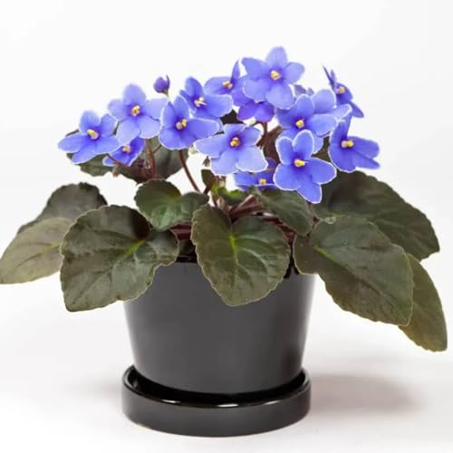African Violets Live Plants Houseplants, African Violet Flower 4 Inches