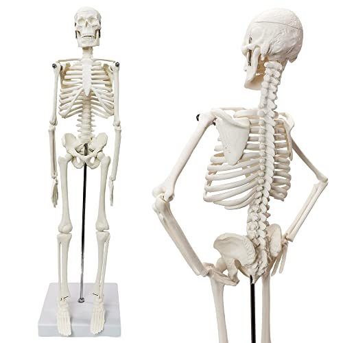 Hadwyn 2024 New Hadwyn Scientific Human Body Model For Anatomy,Human Skeleton Model,Full Body 17.7 Inch High With Movable Arms And Legs Bones Structures,Whole Spine And Ribs Of The Skeleton Model Are Integrated thumb #1