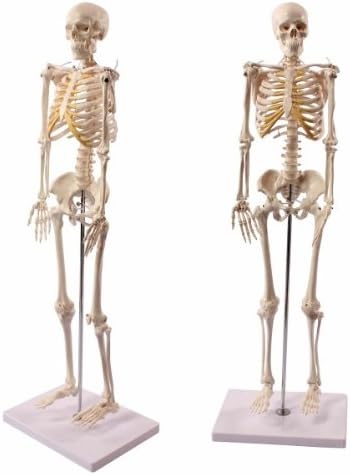 Wellden Product Anatomical Human Skeleton Model, 1/2 Life Size, 33.5 inches (85 cm), 141 [Parallel import goods]