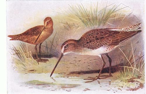 SERENDIPITP Portrait Tableaux Tableau Toile Affiches d'Art Bécassine à poitrine rouge des oiseaux des îles britanniques par Archibald Thorburn Pour la Décoration Murale 60x90cm