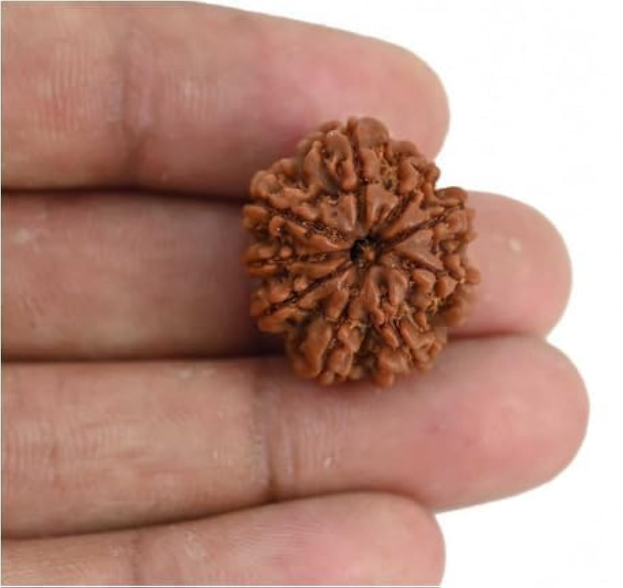 9 Mukhi Nepali Rudraksha Pendant, Certified Original