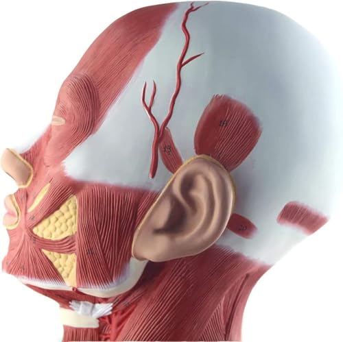 Modèle d'anatomie humaine - Modèle de muscles de la tête et du visage pour l'entraînement et l'apprentissage dans les établissements médicaux et les centres de rééducation