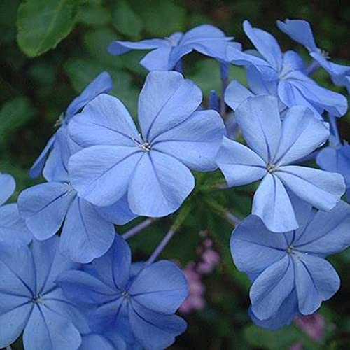 Flower Seeds For Planting Perennial Blue Cape Plumbago Seeds 20 Pcs Leadwort Leadplant Plumbago Auriculata Flowers Seeds Evergreen Shrub #TOP3