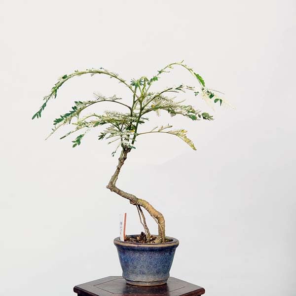 Amazon.co.jp: 盆栽：斑入り合歓の木（ネムノキ）現品* ねむのき