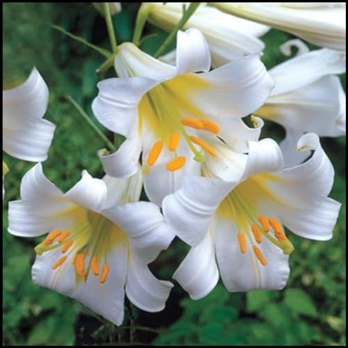Lily Bulbs for Planting Now UK Ornamental Perennial Excellent Display Plant Bulbs Greening Flower Good for Containers Natural Organic Easy Plant Perennial -2bulbs-K