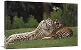 Global Bengal Tiger Affectionate Pair, One with Normal Coloration and The Other a melanistic White Morph, India-Canvas Art-30'x20'