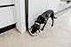 Cat Mate C100 Automatischer Einzelfutterautomat mit Timer-Steuerung – Geeignet für Katzen und Kleine Hunde, Für Nass- oder Trockenfutter, Fassungsvermögen Bis zu 400 g, Weiß
