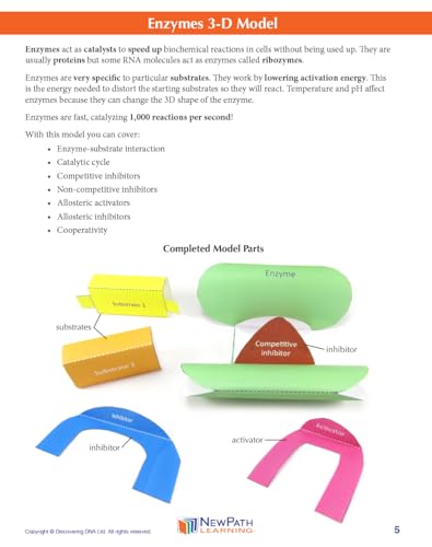 Image of NewPath Enzymes 3-D Paper Model Making Kit - Individual Student Edition (24-7720)