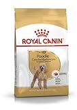 Royal Canin Poodle Adult | 3 kg |Trockenfutter für ausgewachsene Poodle | Zur Unterstützung des Fells und des Muskeltonus | Für Hunde ab dem 10. Lebensmonat