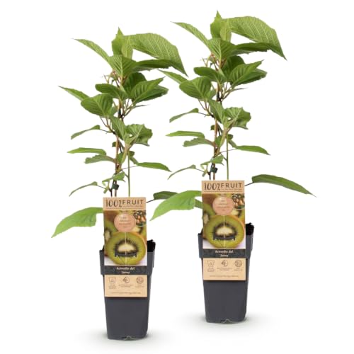 Green boutiQ - Obstpflanze - Actinidia deliciosa Jenny - Kiwi-Pflanze - Selbstbestäubend - Grüne Frucht - 2 Pflanzen - Topf 15cm - Höhe 50cm