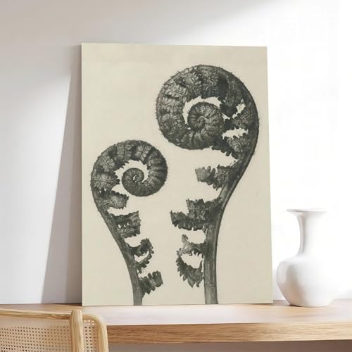 Impression sur toile Plantstudie 5 Karl Blossfeldt cadre déco mural 20x30 cm - 7