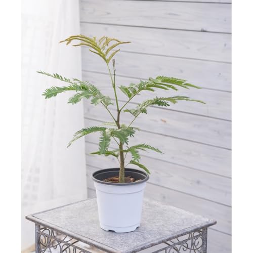 観葉植物エバーフレッシュ」の人気商品一覧 | 安い商品を通販サイト