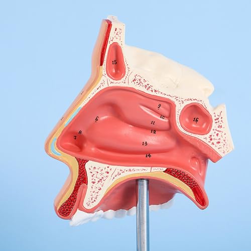 Modèle d'anatomie nasale humaine pour clarifier les structures complexes - 4