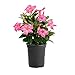 AMERICAN PLANT EXCHANGE Dipladenia Mandevilla Live Plant 6" 1 Gallon Pink