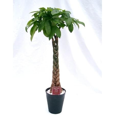 Amazon Co Jp パキラ 10号 1尺鉢 ずんぐり幹に 手を広げたような葉が魅力の観葉植物 トロピカル感満点の育て易いインテリアグリーンです ホーム キッチン Amazon Co Jp パキラ 10号 1尺鉢 ずんぐり幹に 手を広げたような葉が魅力の観葉植物 トロピカル感満点の育て易いインテリアグリーンです ホーム キッチン