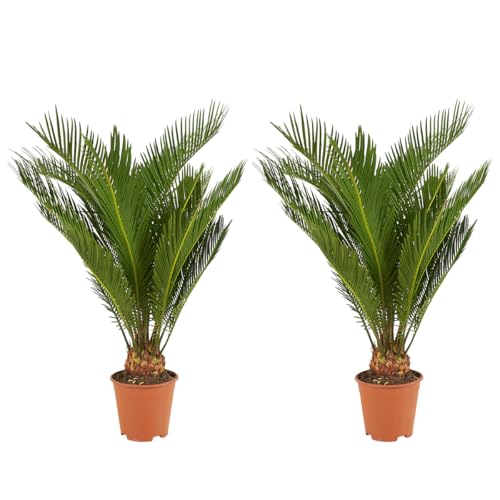 MARRONE SOSTENIBILE: La Cycas viene coltivata in condizioni rispettose dell'ambiente, il che garantisce una scelta sostenibile e una pianta sana e robusta.