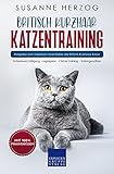Britisch Kurzhaar Katzentraining: Ratgeber zum Trainieren einer Katze der Britisch Kurzhaar Rasse