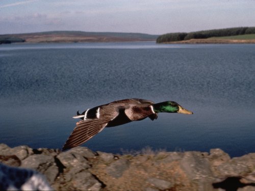 Life of Birds