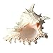Nautical Crush Trading Conch Shell Decor - Seashell Decor - 7-9