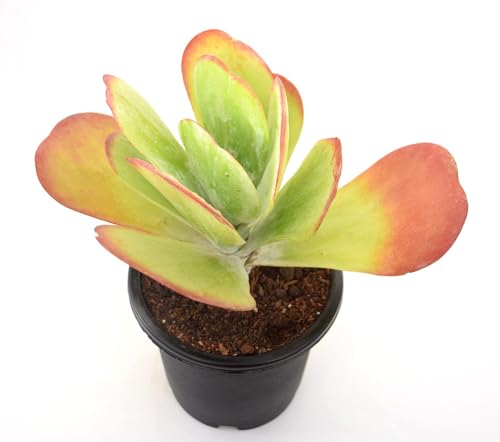 Image of Kalanchoe Flapjacks Live Plant with Pot | Rare Paddle Plant with Colorful Leaves | Low-Maintenance Indoor-Outdoor Succulent for Home & Office Decor | Fresh Healthy Plant