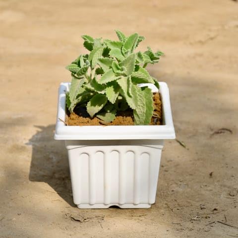 Bedroom Plants Ajwain Plant in 6 Inch Plant White Fancy Plastic Pot-image-41