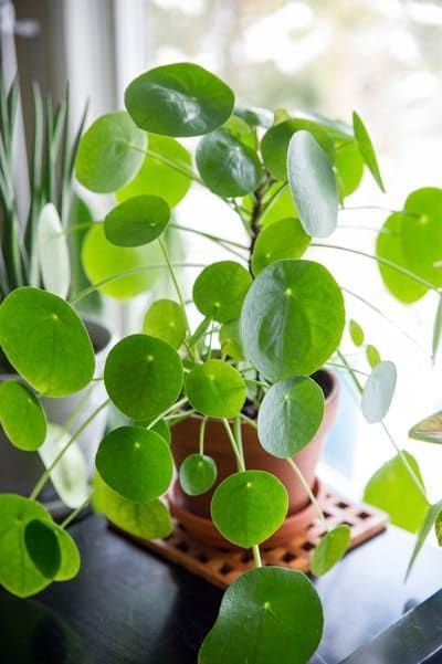 Live Coin plant, Chinese Money Plant, Pilea peperomioides 1 Healthy Live plant with black Pot (B0CY97RHPH) Amazon Price History, Amazon Price Tracker