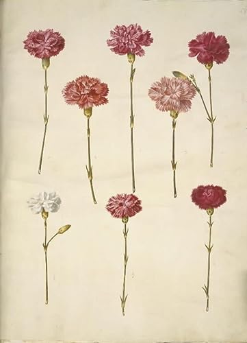 Toile Dianthus Caryophyllus Hans Simon Holtzbecker impression d'art haut de gamme