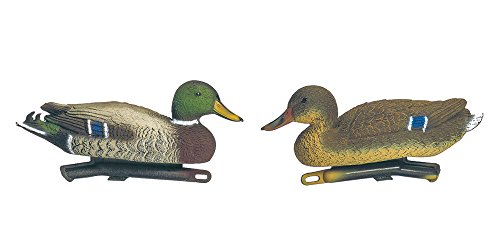 Europ Arm Appelant Canard Colvert Couple