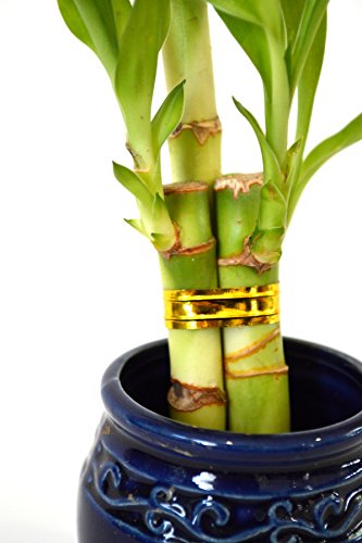 9Greenbox B0043T38OY Live 3 Style Party Set Of 4 Bamboo Plant Arrangement W/Ceramic Vase thumb #3