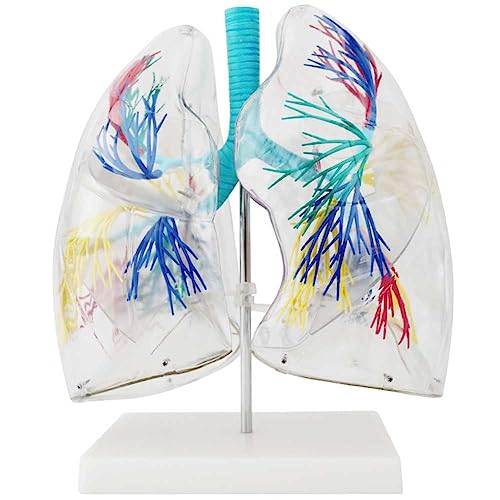 Modèle de poumon transparent pour étude anatomique de l'arbre bronchique - 2