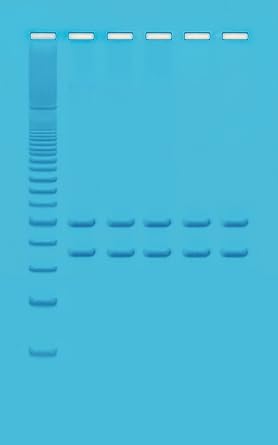 Edvotek 332 Mitochondrial DNA Analysis Using PCR