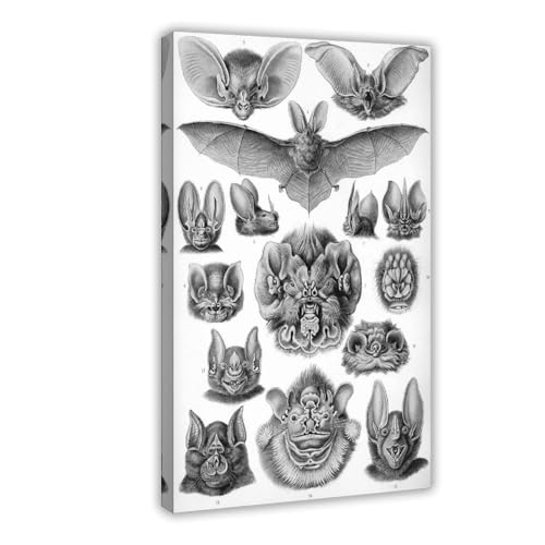 Affiches sur toile Chiroptera Ernst Haeckel avec cadre suspendu 61x91 cm