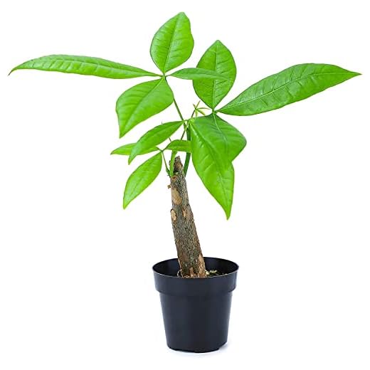 Altman Plants Money Tree Bonsai in Pot