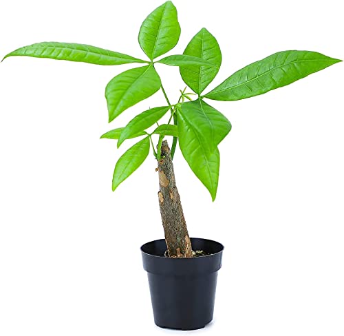 Altman Plants, Live Money Tree Plant, Pachira Aquatica Money Tree, Feng Shui Money Tree Pachira...