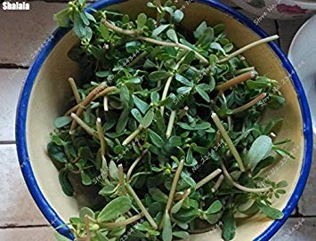 Graines de pourpier rares Pourpier d'extérieur Herbe Bonsaï Plante de jardin en pot pour la plantation en pot de fleurs Paquet de 500 graines