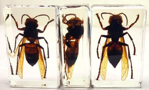 Image of 44mm Real Asian Giant Hornet in Crystal Clear Lucite Resin Crafts Specimen Preserved Various Animal Insect Bug Taxidermy Collection for Biology Science Education & Desk Ornament Display Supplies