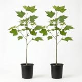 2 American Sycamore Tree, Quart Pot - 6-12 Inch Tall, Vigorous Growth Habit with Unique Peeling Bark for Winter Interest