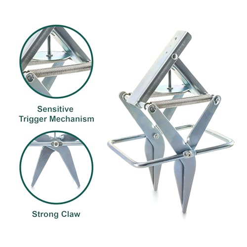 2 PCs Mole Traps Scissors, Reusable Silver Galvanized Steel Scissor Mole Gopher Trap for Outdoor Lawn and Garden - Easy to Use Design Ensures Quick Capture of Moles Gophers by ELVUR - Image 2