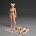 Fremego 1/12 Scale Female Action Figure,6inch Super Flexible Girl Body Figure Doll with Head Sculpt Replaceable Chest and Legs Accessories Collection (Suntan Skin)